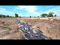 amazing fishing! a fisherman catch a lot of fish in mud at field catch by hand a fisherman