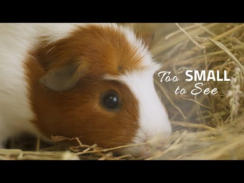 DSPCA - Mini Documentary