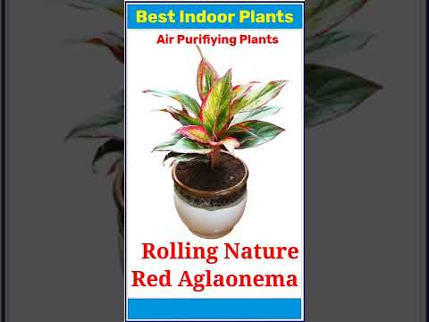 Video: Decorative leafy houseplants: names, cultivation features