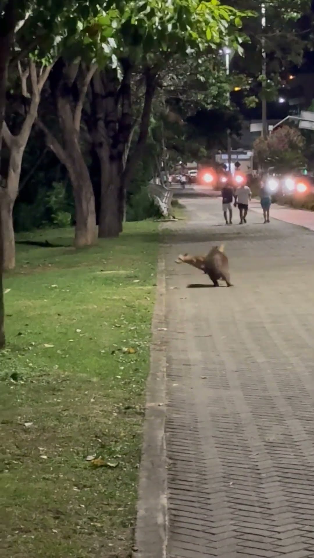 Capybara and Dog Chase Each Other || ViralHog