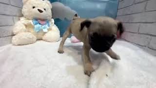 210769 パグちゃん - YouTube