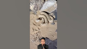 Rắn đuôi chuông mọc sừng lần đầu tiên được phát hiện #snake