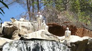 Spoonbills Aviary LA Zoo Los Angeles CA August 19, 2026 Conservation Animals Summer 95 Degrees