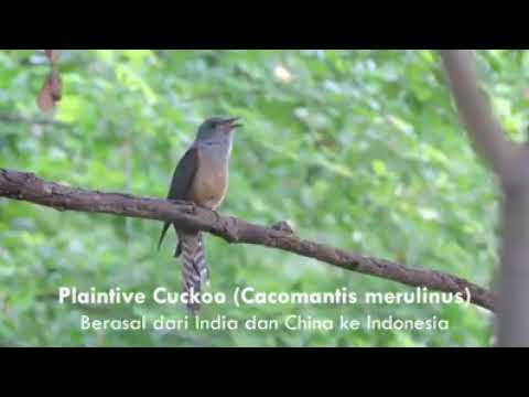 42++ Burung emprit gantil jawa terupdate