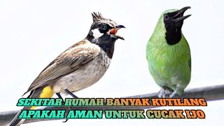 Sekitar Rumah Banyak Kutilang Apakah Aman Untuk Cucak Ijo
