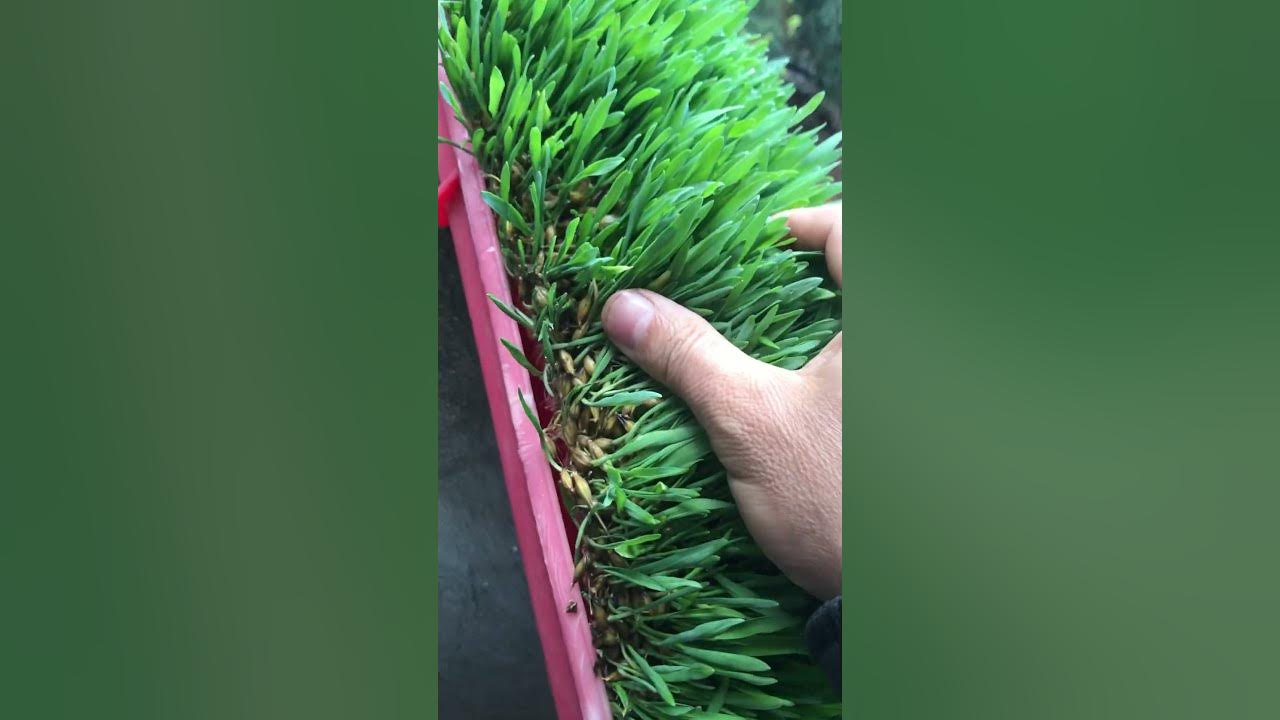 how-to-grow-barley-grass-at-home-youtube