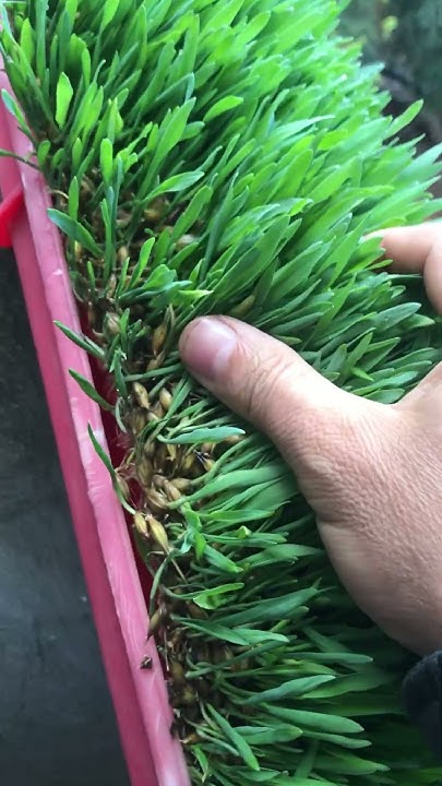 how-to-grow-barley-grass-at-home-youtube