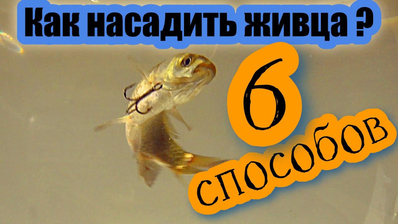 КАК НАСАДИТЬ ЖИВЦА НА КРЮЧОК? 6 СПОСОБОВ как одеть живца на жерлицу. Зимняя рыбалка на щуку