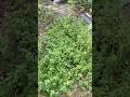 1年前庭に植えたミントが大繁殖してる… ミントテロ(・_・; PDS #shorts