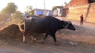 Buffalo Videos with Buffalo Sounds | Amazing Buffaloes | Buffalo and Cow Videos I Animal Wolrld