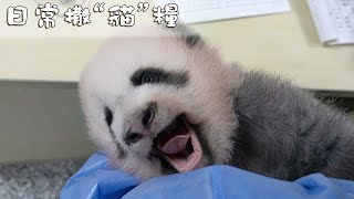 《熊貓早晚安》真羡慕將小熊抱在懷裡的飼養員！ | iPanda熊貓頻道