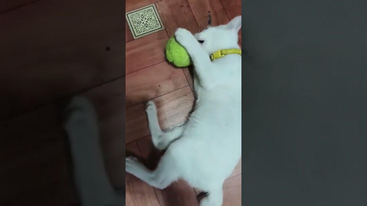 Happy cat🙀#look #cat #playing #trending #cutecat #catlife #catlove #catvideo #shorts #shortsfeed