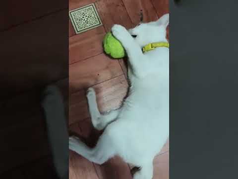 Happy cat🙀#look #cat #playing #trending #cutecat #catlife #catlove #catvideo #shorts #shortsfeed