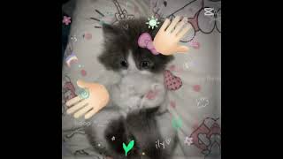 Cat Edit Such A Cute Cat