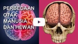PERBEDAAN OTAK MANUSIA DAN HEWAN