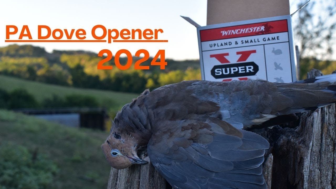EPIC OPENING DAY DOVE HUNT 2024!!! | PA Dove Hunting 2024