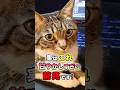 見逃してはいけない！猫を甘やかしすぎている前兆サイン11選 #猫雑学 #ねこたんの解説 #猫