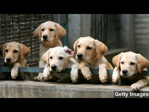 Videó: 6 módja annak, hogy a kutyád adócsapást szerezhet