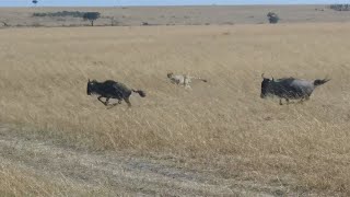 Cheetah Comes Out Of Nowhere To Hunt A Wildebeest