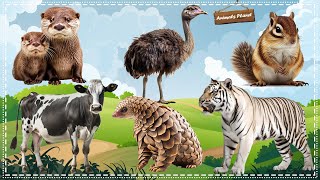Funny Animal Moments Compilation For Relax: Otter, Ostrich, Squirrel, Cow, Pangolin, White Tiger by Animals Planet 2,381 views 2 weeks ago 30 minutes
