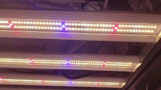 OpticLED Master Controller demo - Running Slim480h & Slim 320h - Best LEDs for Grow Tent