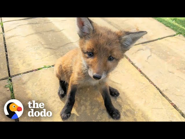 Family Rescues Baby Fox In Their Backyard And Reunites Him With Mom | The Dodo