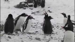 Pinguin In The Antartica Gentoo Penguin