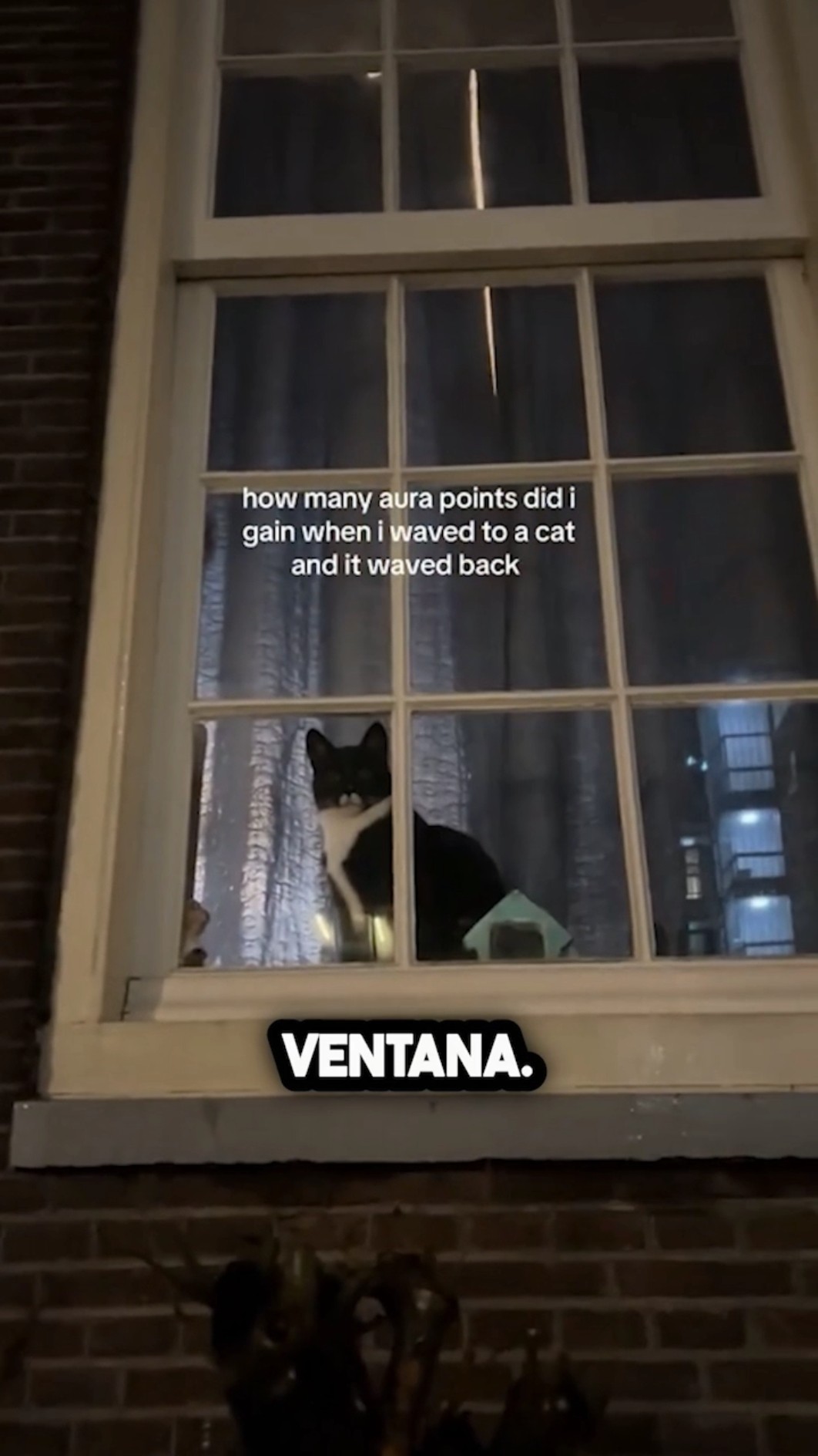 Cuando un gato te deja sin palabras... ??