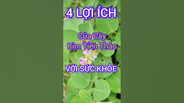 4 Lợi Ích Bất Ngờ Của Cây Kim Tiền Thảo Có Thể Bạn Chưa Biết #dinhduong #health #suckhoe