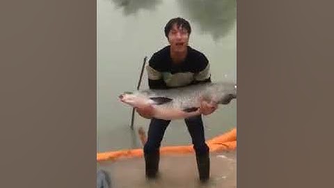 Cá Trắm  19KG và 23 KG -Thiên đường Câu cá