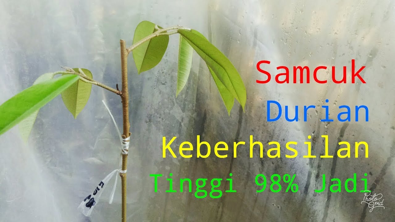 Cara terbaru 2019 sambung pucuk durian 98% keberhasilan tinggi.