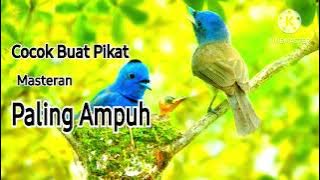 Suara Pikat/Masteran Burung Kehicap Ranting/Slendang Biru