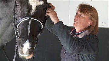 Checking the fit of your horse