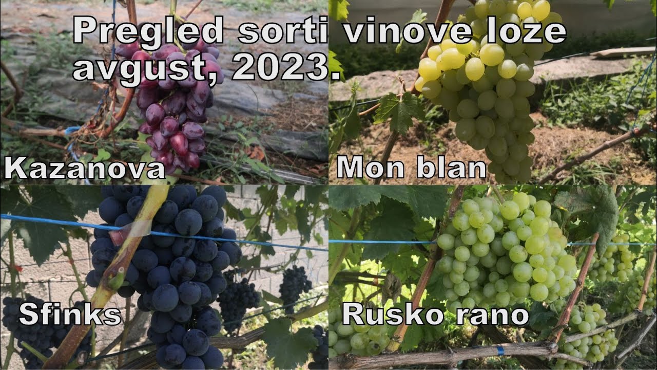 Rusko rano, Sfinks, Mon blan, Kazanova 