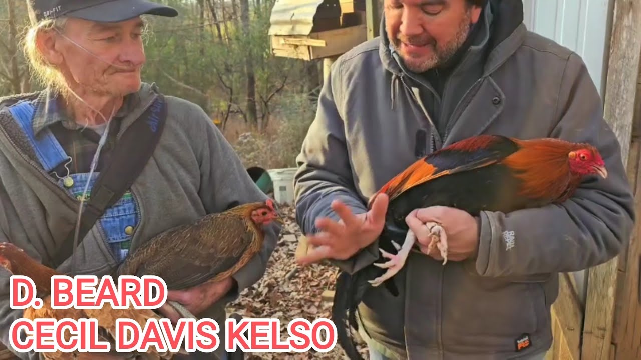 Pure Cecil Davis Kelso D. Beard ‼️ Beautiful Birds Juan Santos Farm Visit