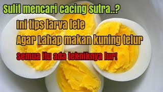 CARA MEMBERI MAKAN LARVA LELE DENGAN KUNING TELUR