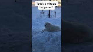 It’s a miracle!!!!   My Great Pyrenees came inside!