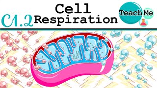 (C1.2) - Cell Respiration - IB Biology (SL/HL)