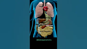 Human Body Internal Organs Animation Humanbody 