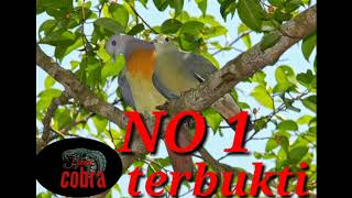Suara pikat burung punai terbukti ampuh