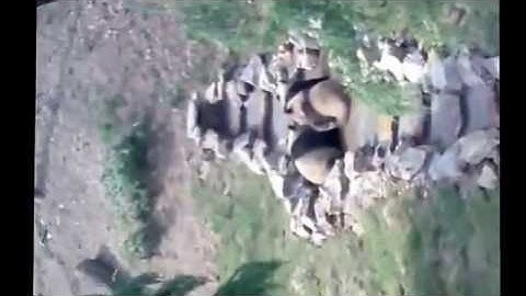 Two pandas fight in the tree