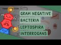 Gram Negative Bacteria: Leptospira interrogans