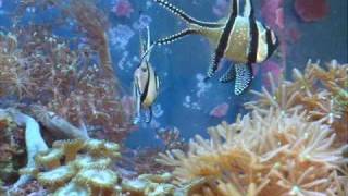 DSCF1871.AVI