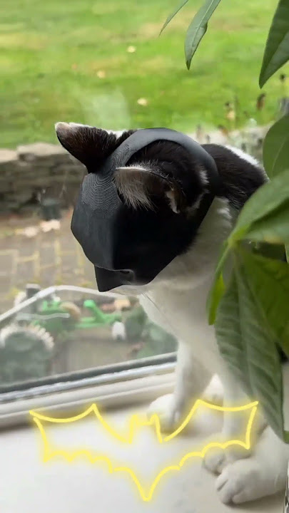 Topeng Kucing BATMAN Cat Mask Batman Batcat