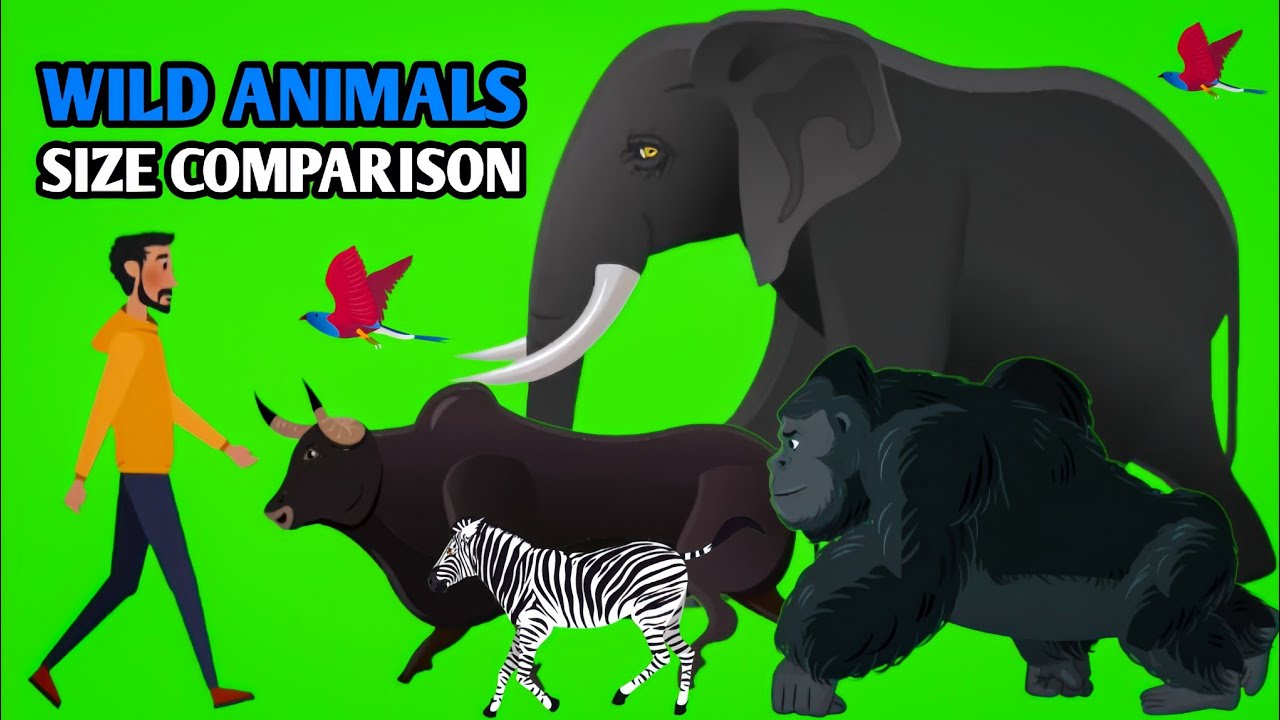 Wild Animals Size Comparison | Animals Animation (Part 7) - YouTube