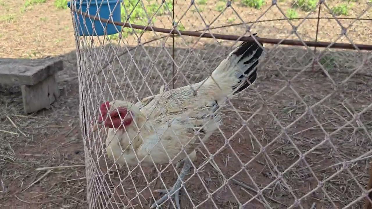 แม่พันธุ์พม่าลูกนอก เยียร์ รามัญ