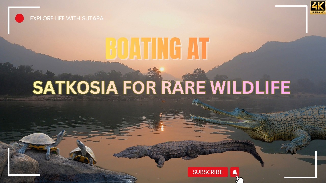 Boating at Satkosia Gorge | Crocodiles, Gharial & Odisha’s Wild Paradise
