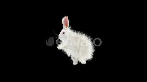 Rabbit Dancing HD | Motion Graphics - Envato elements