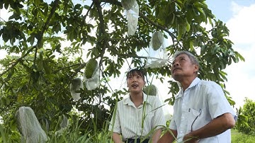 Nông Nghiệp Sạch | MÃNG CẦU XIÊM