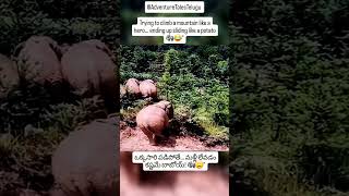 Royal Slip When The Jungle King Loses Balance Telugu Funny Animal Moment